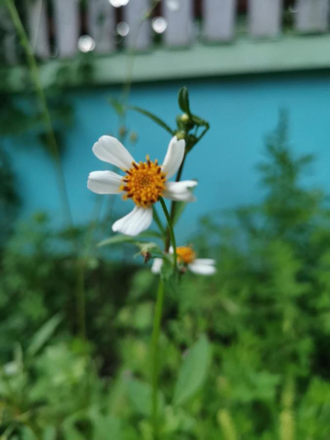 Home Garden Chaeson บ้านสวน ชวนฝัน Лампанг Экстерьер фото